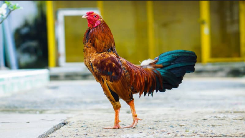 Chọn giống gà phù hợp là yếu tố quan trọng trong cách nuôi gà đá cựa sắt