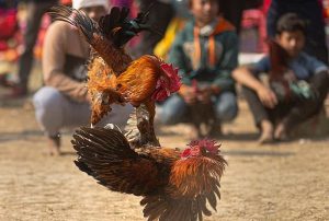 Đá gà Thomo cung cấp đa dạng các loại cược để người chơi lựa chọn