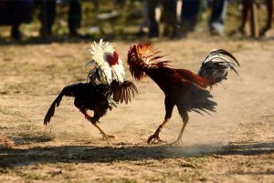 Tập cho chiến kê làm quen với các tình huống chiến đấu căng thẳng 